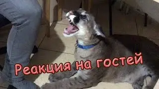 РЕАКЦИЯ НА ГОСТЕЙ / Игры Пум Пума