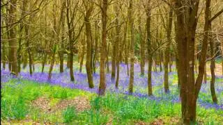 Bluebells by Barry Page Photographer