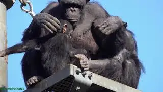 Dec 2020 Tama zoo chimps