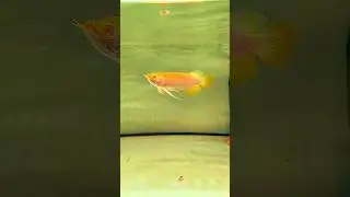 🐉&ldquo;Kenapa Bisa Semahal Ini? Arwana Albino, Raja Ikan Hias!&rdquo;🐉 #FISHROOM #shorts #arwana #arowana