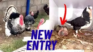 Pigeon House Mein New Entry|Turkeybird k  New Paar  a Gaye😍