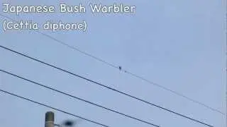 Japanese Bush Warbler