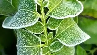 Another Bad Day For Potato Farmers  ! #Heavy #Frost attack on ready #Crops ! Great Loss of #Farmers