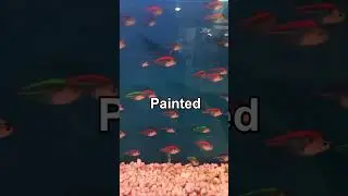 The Truth About Painted Fish 🐟