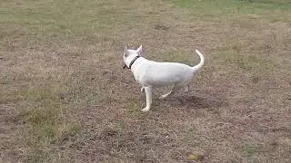 Sony xz2 compact super slow motion