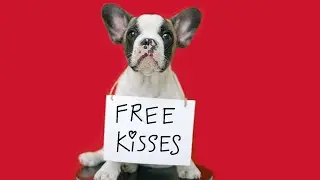 Funny Animals & Pets Making Us Laugh!