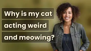 Why is my cat acting weird and meowing?