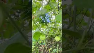 tr&aacute;i tầm b&oacute;p Mỹ gi&agrave;u vitamin C, A, chất chống oxy ho&aacute;, thanh nhiệt #hoa #hoanhanang #caytrongnha