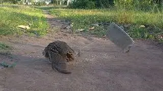 Wow Unbelievable Catching Quail With Knife and Wood - PhD DIY Trap