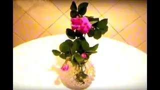 ♫♫♫Розовые розы. Pink roses.♫♫♫