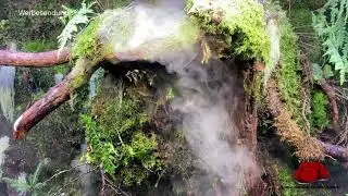XXL Schwarzwald Biotop Paludarium