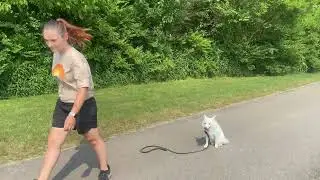 Suburban K9 Training at Jerry Irwin Park in Spring Hill TN!