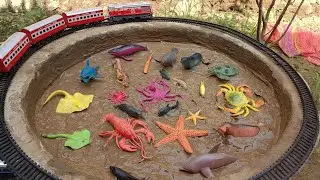 Sea Animals Stuck In Mud | Learn Sea Animals Name And Sound Dolphin Turtle Crab Star Fish