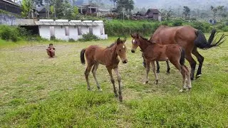 ANAK KUDA SUPER CALON KUDA PACU REVIEW 2 ANAK KUDA USIA 2 BULAN SEPERTI INI KUDA G1 TERNYATA