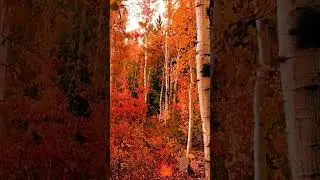 Золотая осень 🏵️#autumn #forest#nature #calm #relax