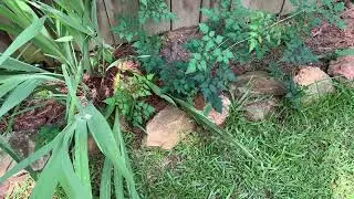 June 11, 2021//Garden Update//3 Sisters Garden//Corn, Beans & Squash
