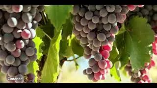 Hans Uwe Hielscher: California Wine Suite- Hans Uwe Hielscher an der Orgel der Marktkirche Wiesbaden