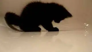 Little hyperactive Aggro-cat