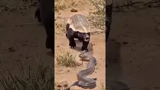 pertarungan honey badger vs ular cobra #honeybadger #ularcobra