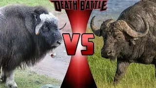 Boi Almiscarado vs B&uacute;falo Africano.