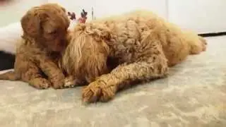 Tulip's Red Toy Cavoodle Boy 1417 - Pocket Puppies