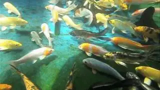 Greenstreet Gardens Aquatics Preview