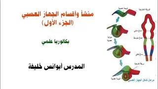 منشأ وأقسام الجهاز العصبي(1) بكالوريا علمي