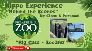 Philadelphia Zoo | Hippo Feeding | Behind the Scenes | Big Cat Falls Zoo360 Trail in the Sky