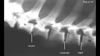 278 Hz : Spine Cervical C7 (RIFE Healing Frequency)