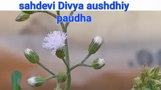 Sehdevi plant( purple fleabane). चमत्कारिक दिव्य औषधि और वास्तु दोष दूर करने वाला पौधा।