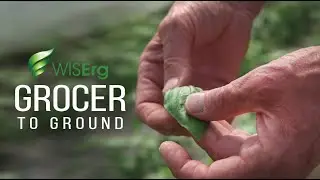 WISErg: Grocer to Ground