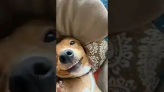 Real snopdog #chilling #dog #viral #trending