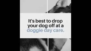 Selling Your Home with Pets