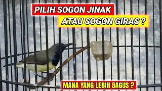 LEBIH BAGUS SOGON JINAK ATAU GIRAS❓TENTUKAN DULU TUJUANYA❗