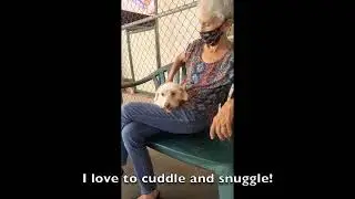 Special Needs Dog Toshi Is Looking For a Home!