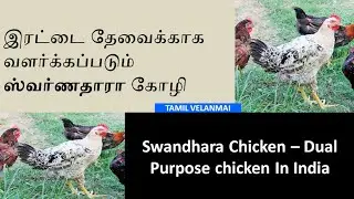 ஸ்வர்ணதாரா&nbsp;கோழி  || swarnadhara Chicken ||  Kozhi Valarpu ||  Tamil Velanmai