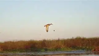 Florida STA Duck Hunting 2019 with ShotKam