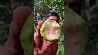 fresh raw guava from tree #guava cutting #fruit #short 🍐🍐🍐