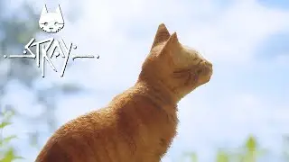 AKHIR PERJALANAN KUCING DAN 100%! Stray TAMAT