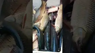 🐠🐍#fish #fishing #reels #trending #viral #viralreels #ytshorts #new #short #reels #viralvideo