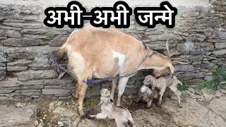 पहाड़ी गांव में अभी-अभी पैदा हुए बकरी के बच्चे 🐐 | Newborn Goat Babies | उत्तराखंड