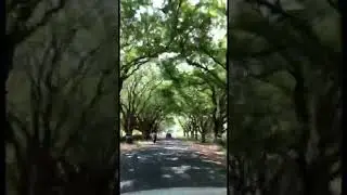 Anamalai way #nature #trees #shorts