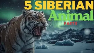 5 Incredible Siberian Animal Facts You Won&rsquo;t Believe! 🐅❄️ P.1