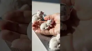 Michi Pastillas 💊 😱✨ Watch This Cat's Surprising Trick #cats #kitty #pets