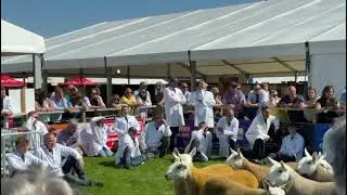 RHS 2025 | North Country Cheviot breeders eagerly wait for judge Roderick Runciman