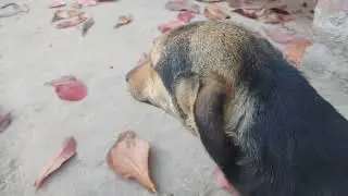 Говорю Веронике, чтобы она не причиняла вреда щенкам Марии 🐕😊🙏