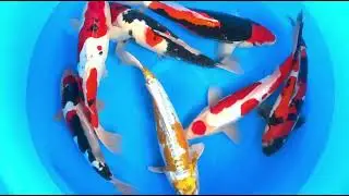 Bokoi Koi Tv Koi Doitsu Takahashi koi farm 1