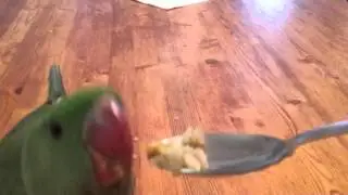 First day home with Osiris my Alexandrine Parrot