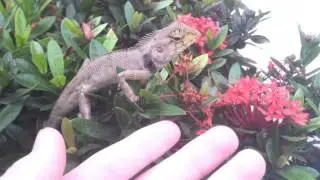 Garden Fence Lizard