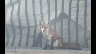 Staten Island dog alerts owner to unexpected visitor in backyard